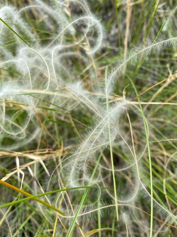 Stipa pennata fruit