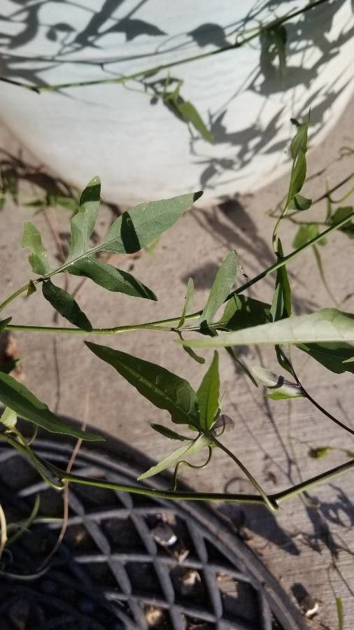 Solanum lanceifolium leaf