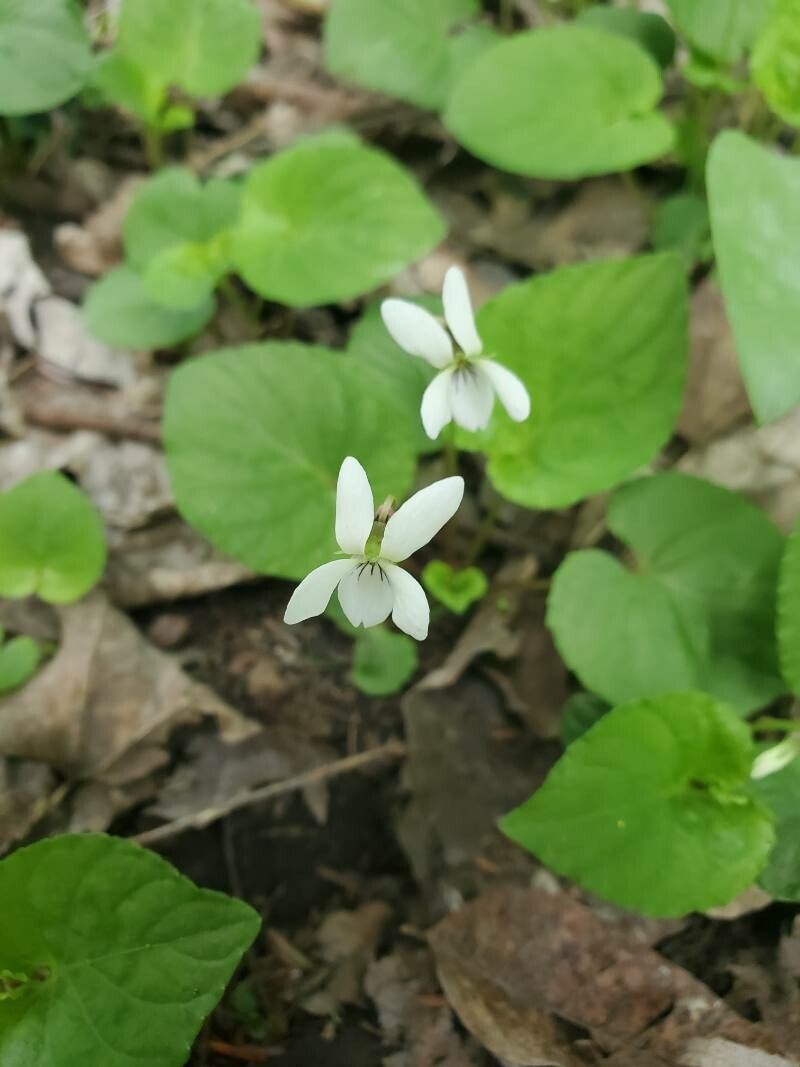 Viola blanda flower