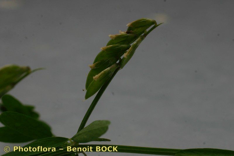 Vicia loiseleurii fruit