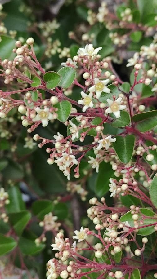 Gymnosporia putterlickioides flower