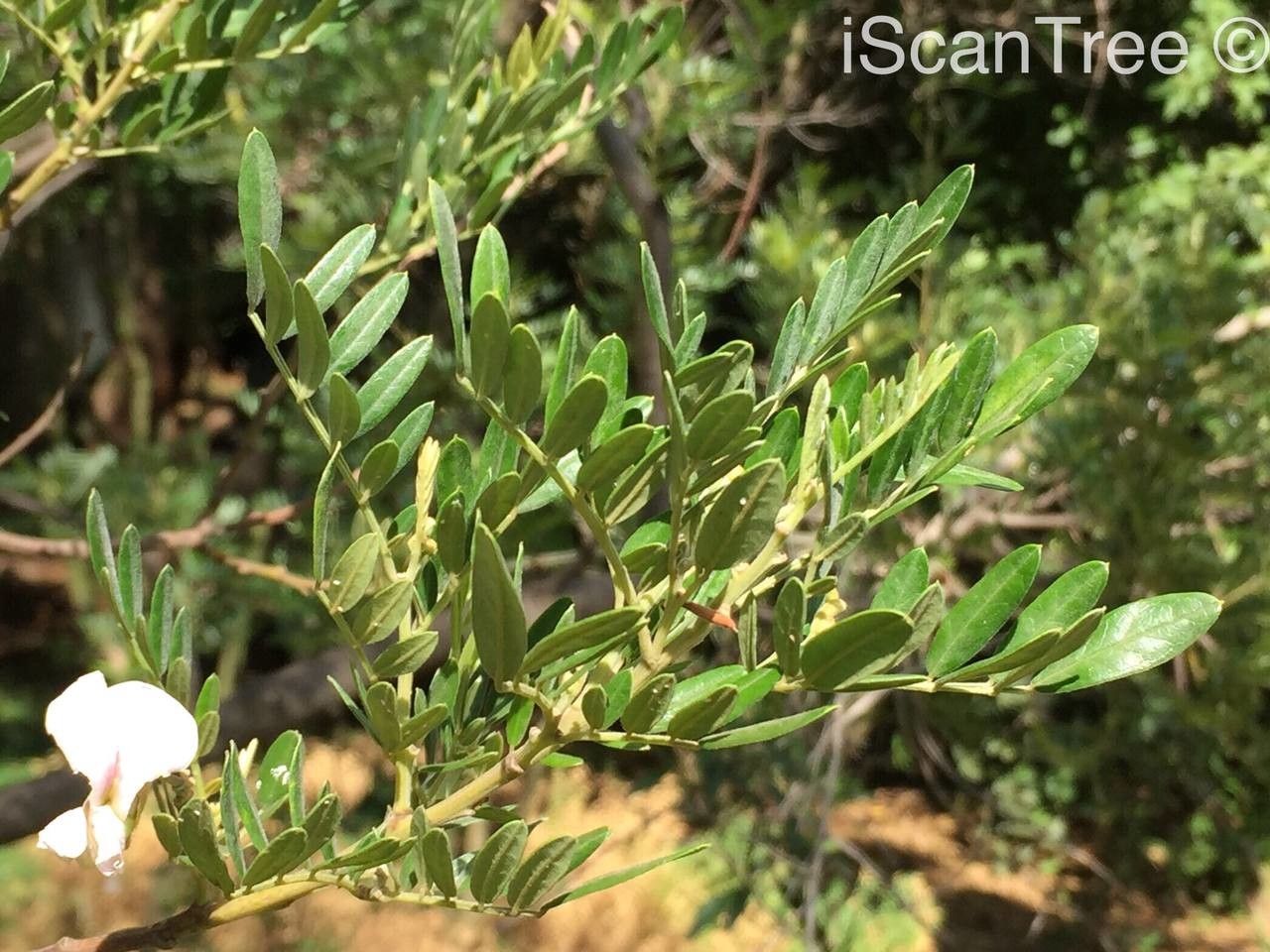 Virgilia oroboides leaf