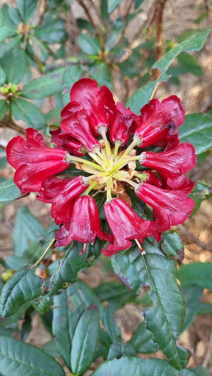 Rhododendron microgynum flower