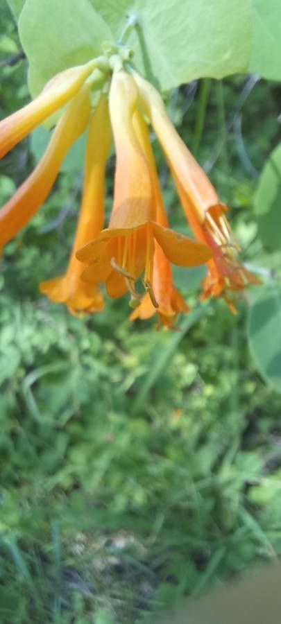 Lonicera ciliosa flower