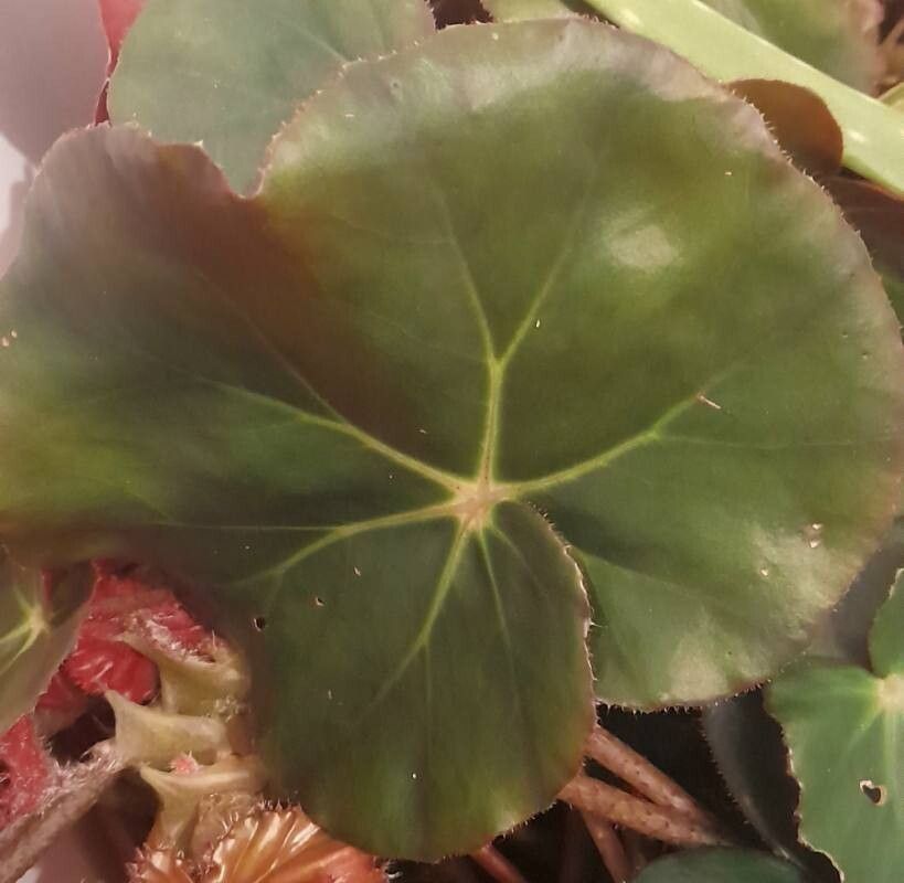 Begonia × erythrophylla — search result for 'Begonia'