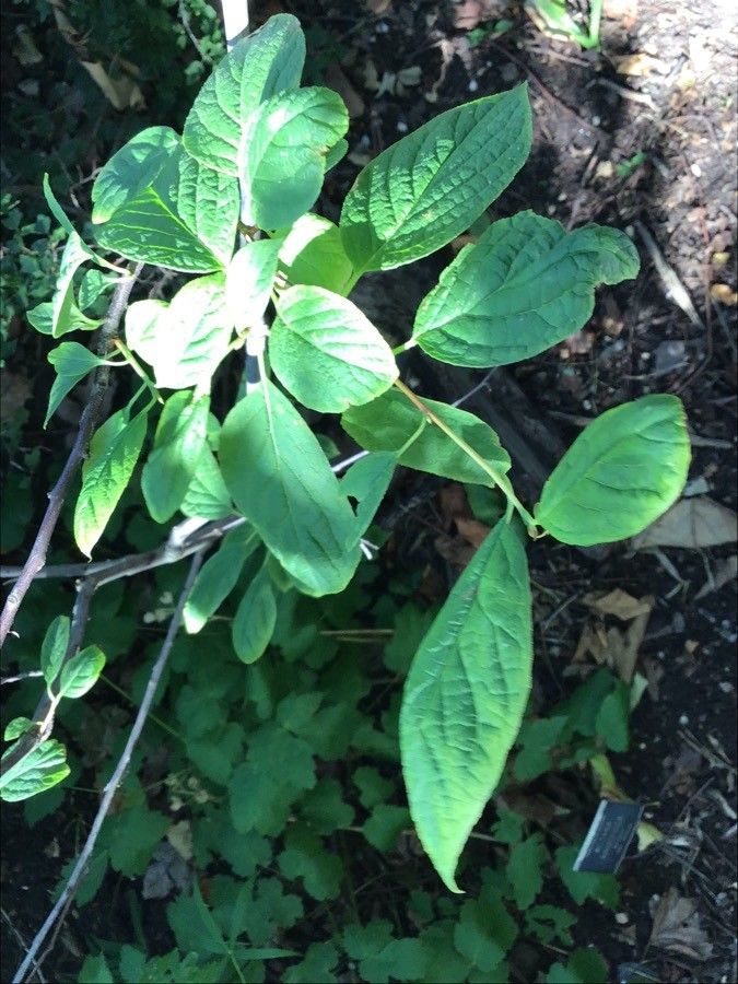 Dendropanax trifidus — search result for 'Dendropanax'