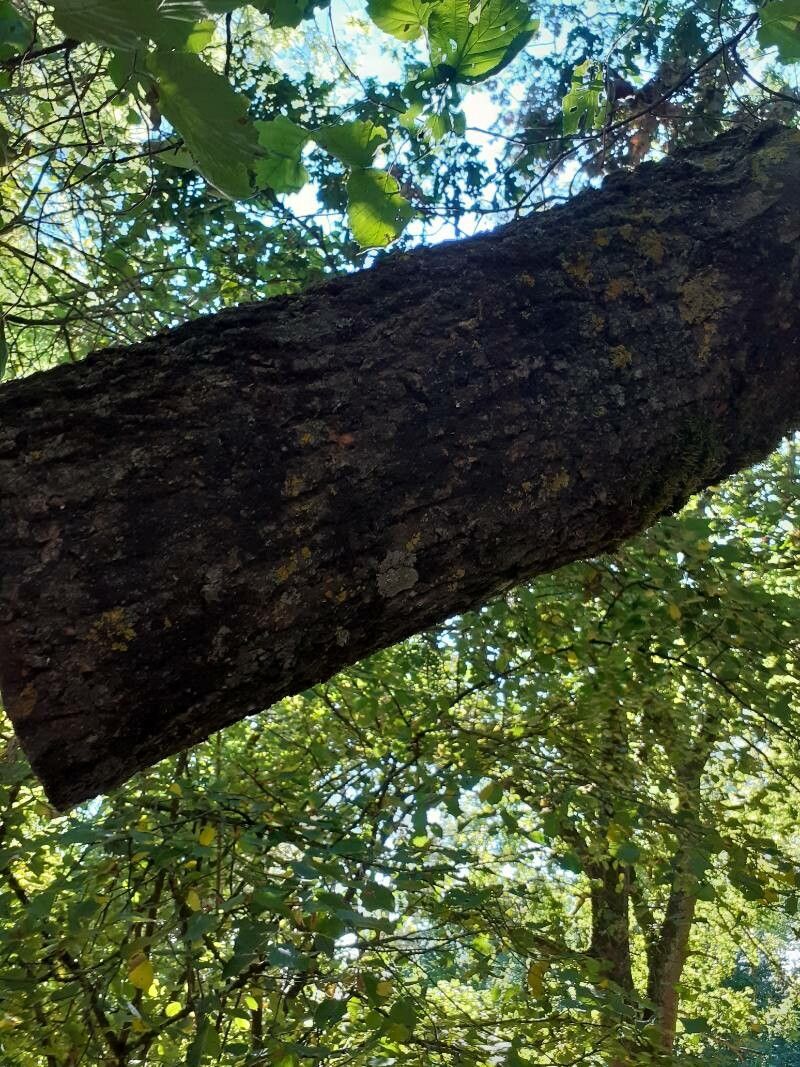 Albizia versicolor bark