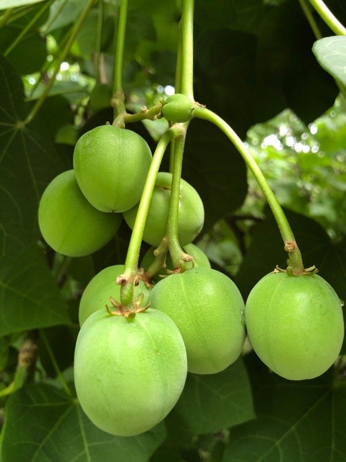 Jatropha curcas fruit