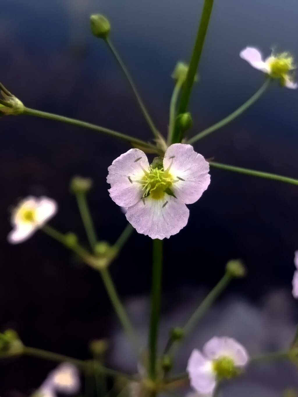 Alisma lanceolatum flower