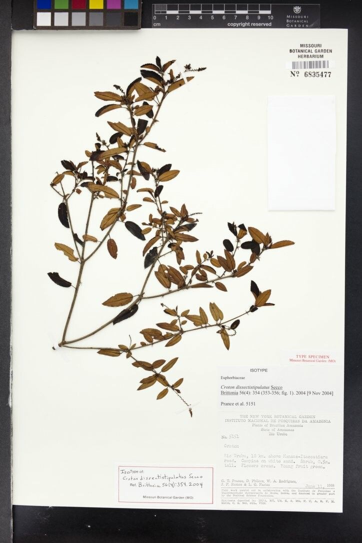 Croton dissectistipulatus — houseplant care guide