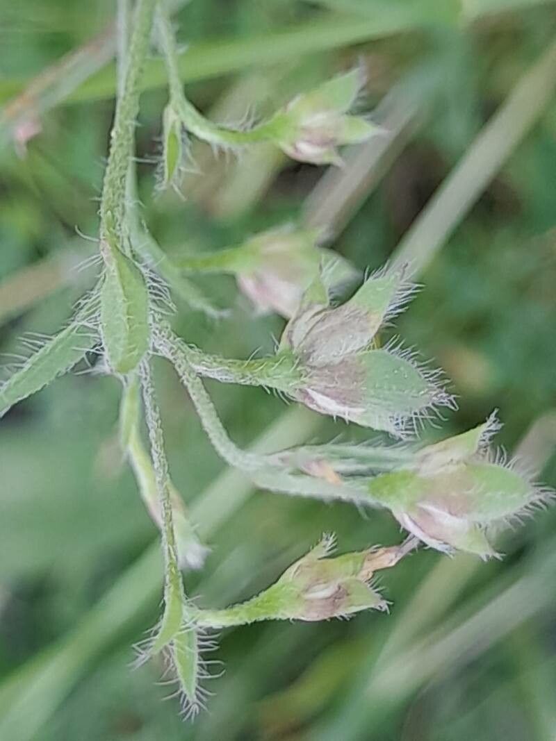 Convolvulus siculus fruit