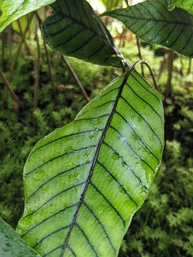 Pyrrosia christii — related species from the same genus