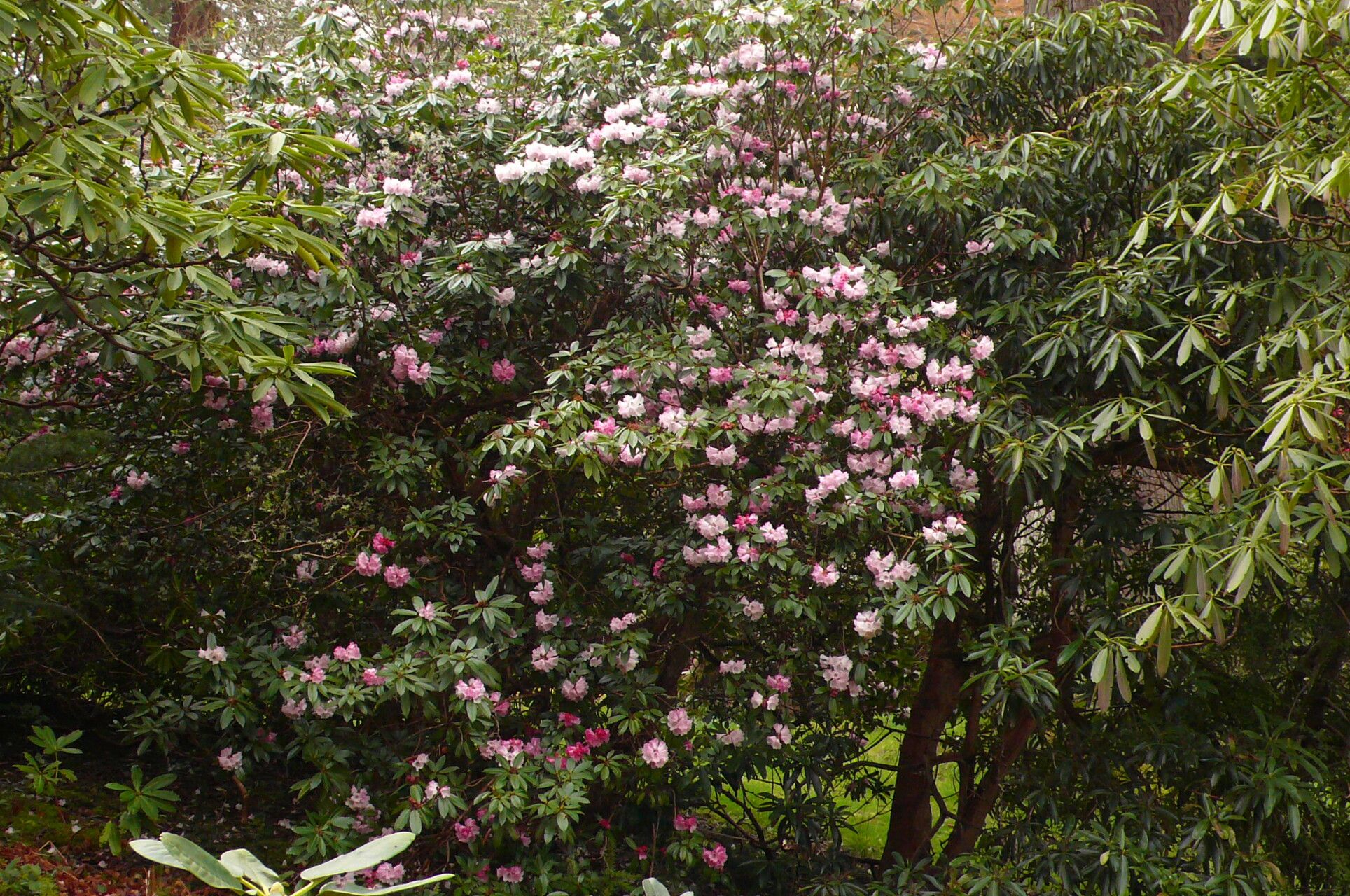 Rhododendron maculiferum habit