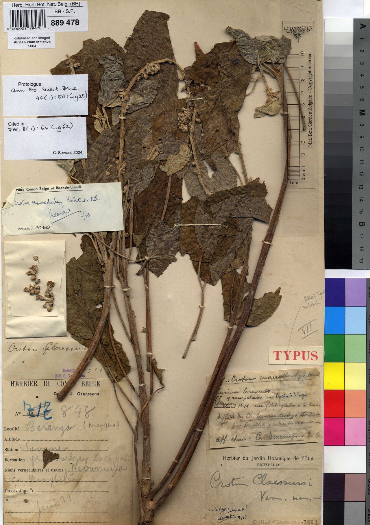 Croton claessensii — houseplant care guide