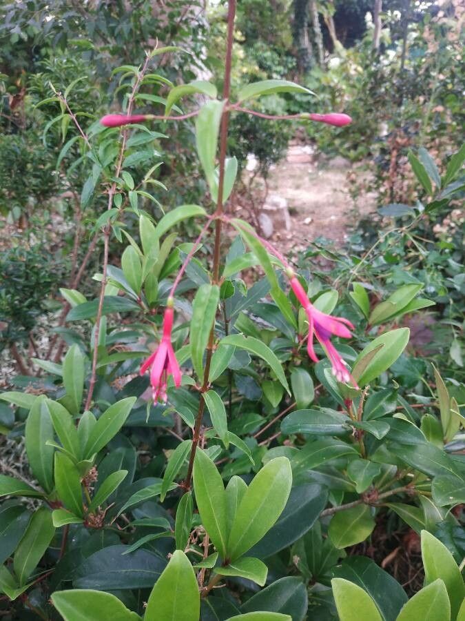 Fuchsia alpestris flower