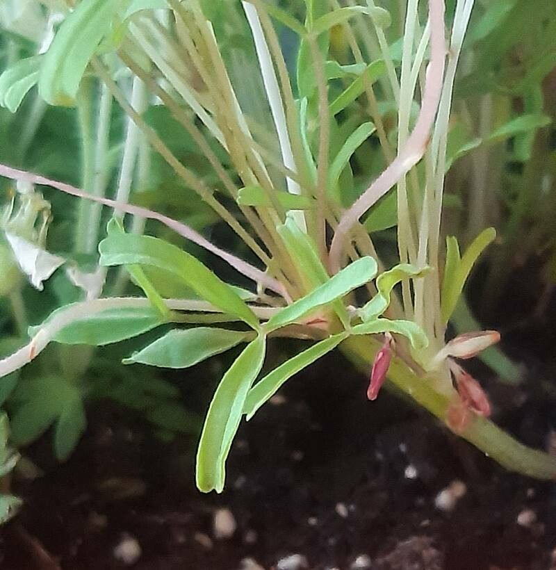 Oxalis versicolor leaf