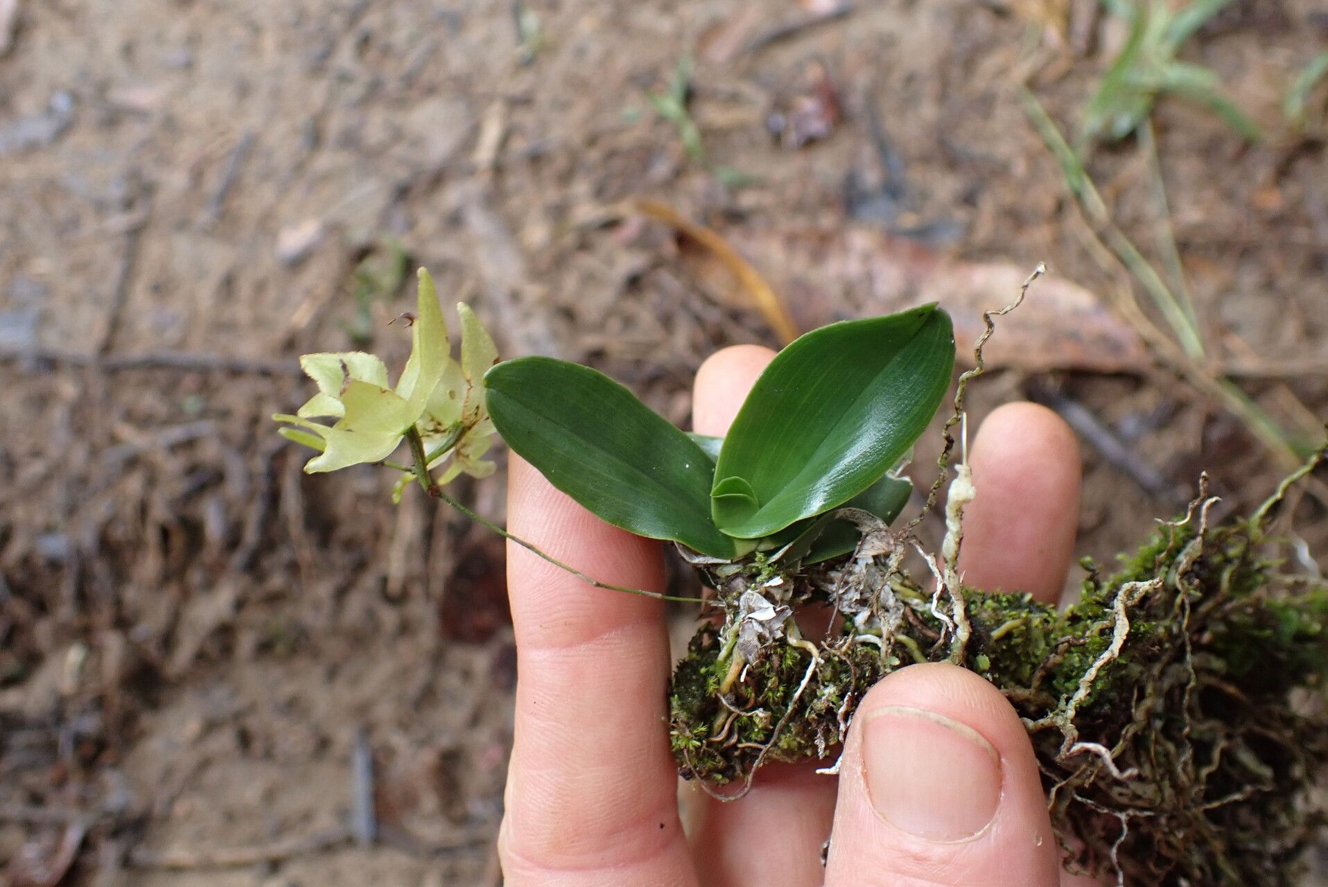Aeranthes tenella — houseplant care guide