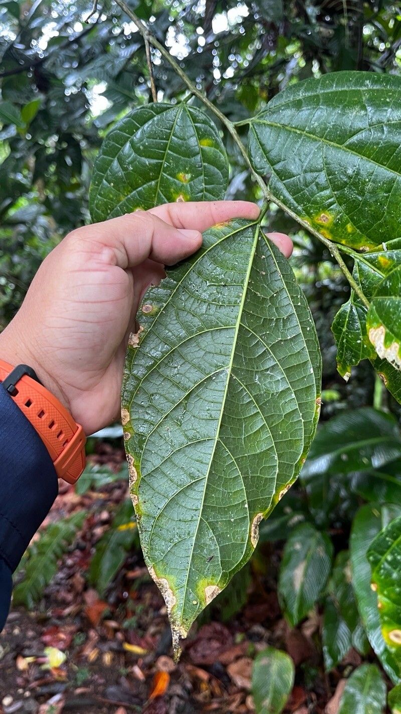 Celtis schippii leaf