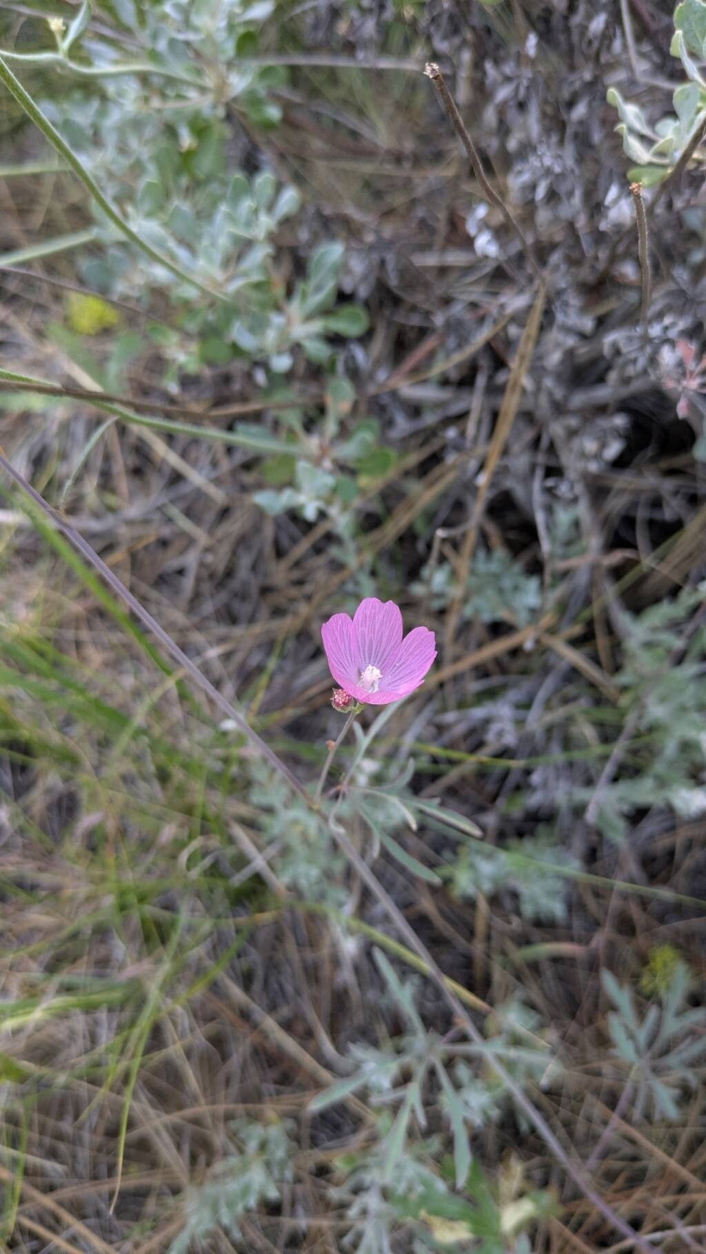 Sidalcea oregana flower