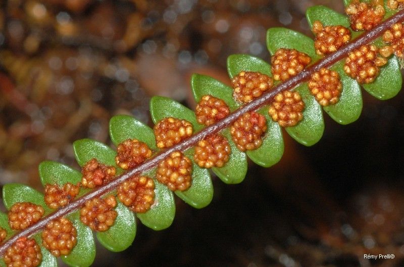 Stromatopteris moniliformis leaf