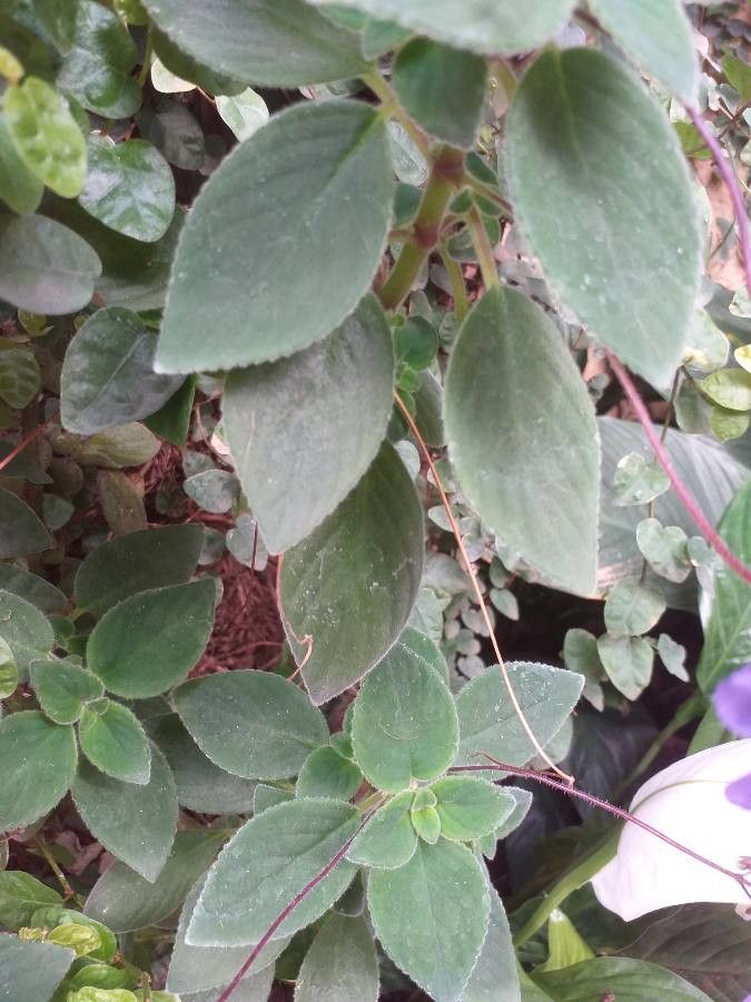 Streptocarpus saxorum — search result for 'Gesneriaceae'