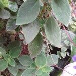 Streptocarpus saxorum