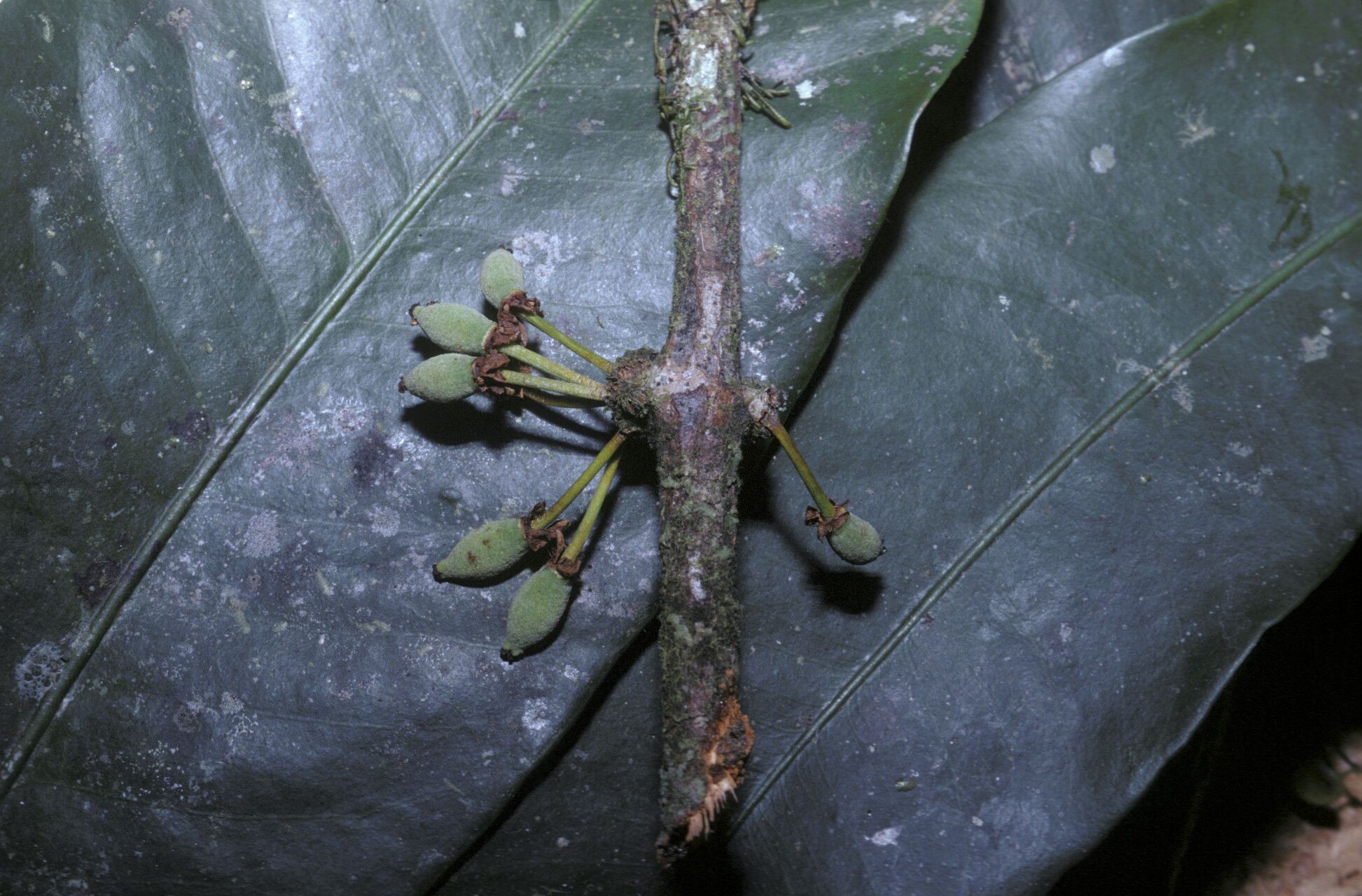 Garcinia macrophylla fruit