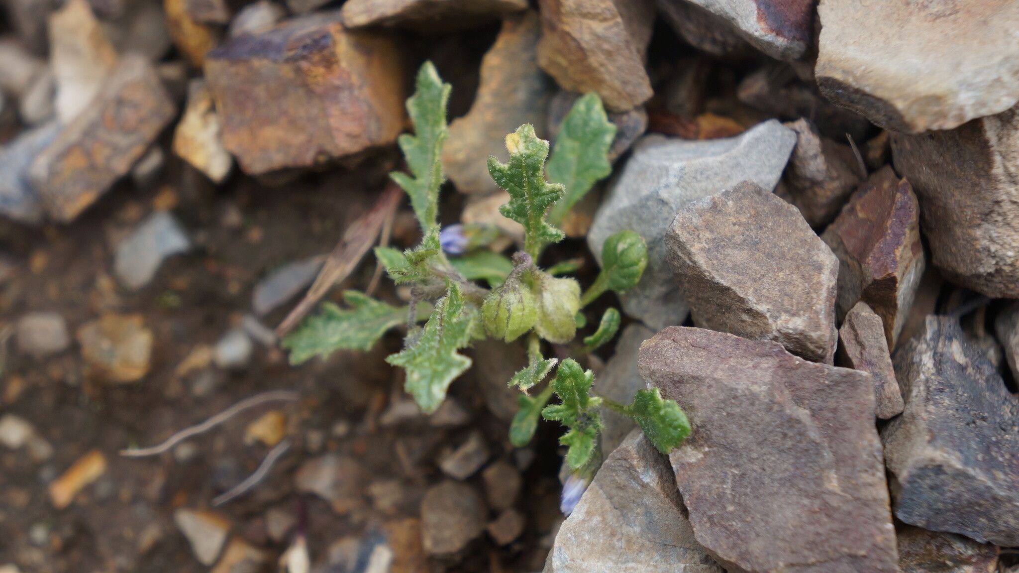 Solanum weddellii — houseplant care guide