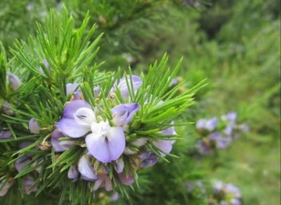 Psoralea pinnata flower