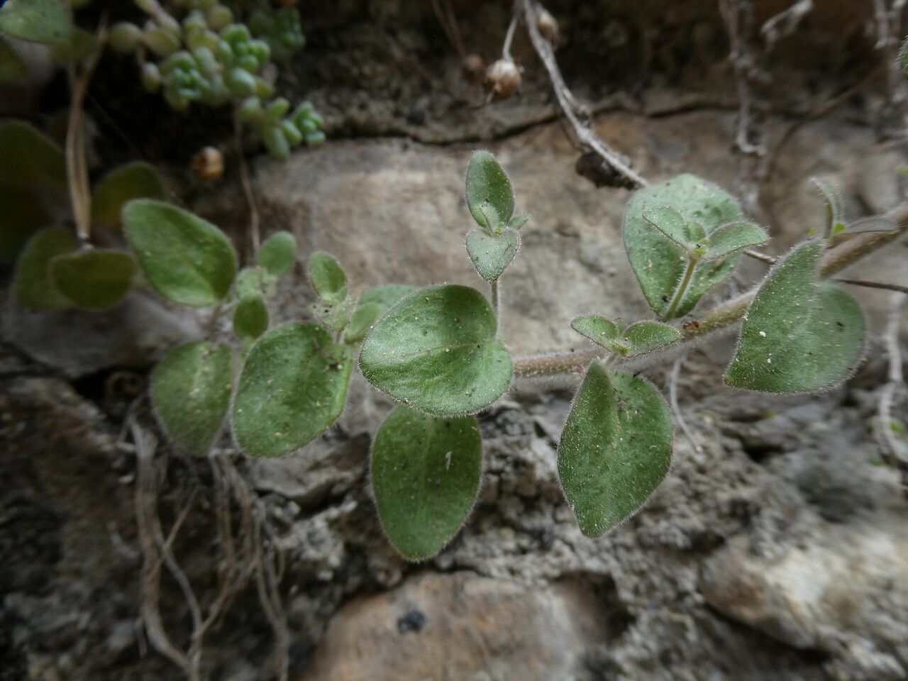 Antirrhinum molle leaf