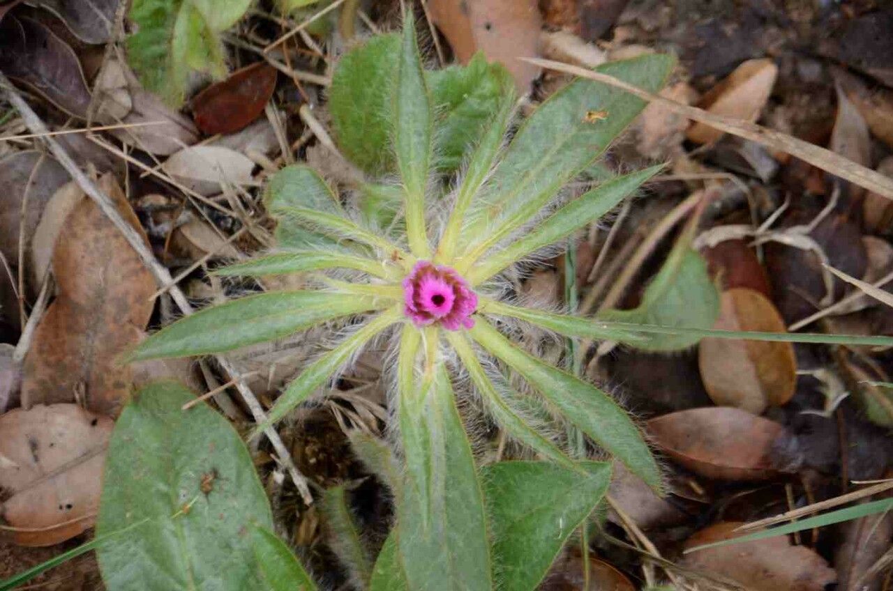 Gomphrena macrocephala leaf