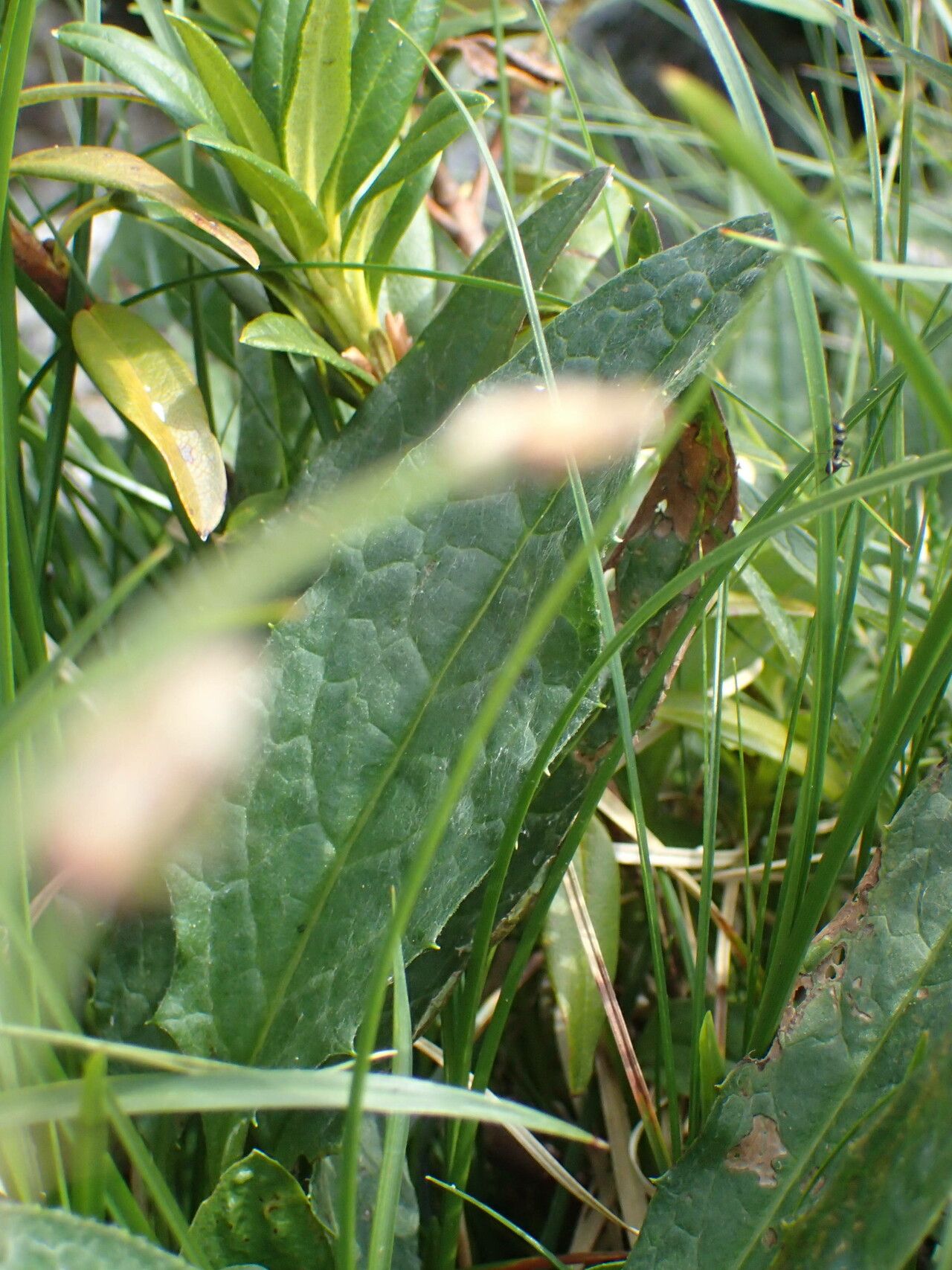Saussurea alpina leaf