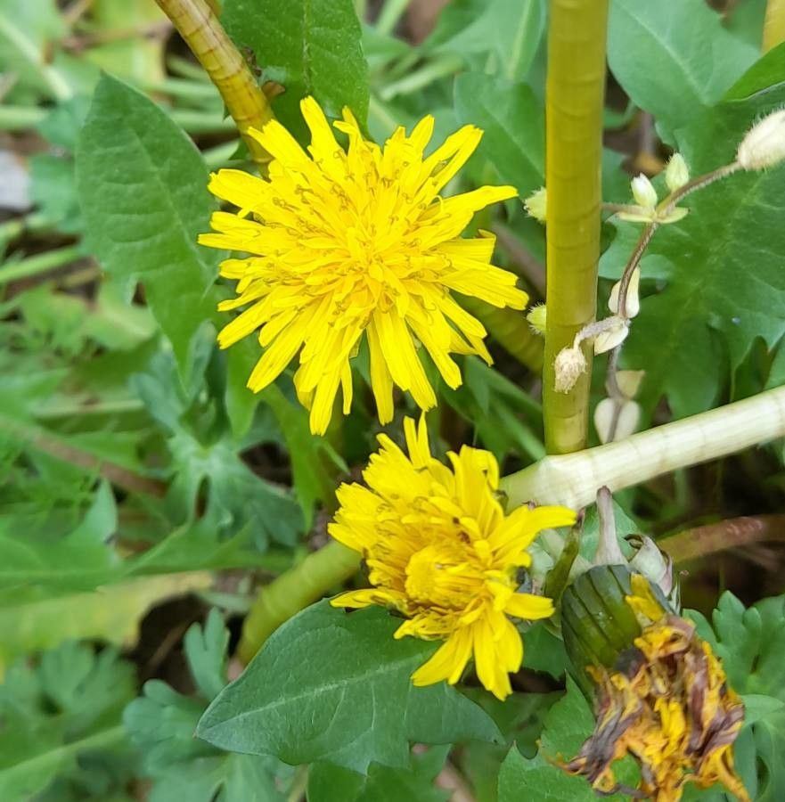 Taraxacum erythrospermum flower