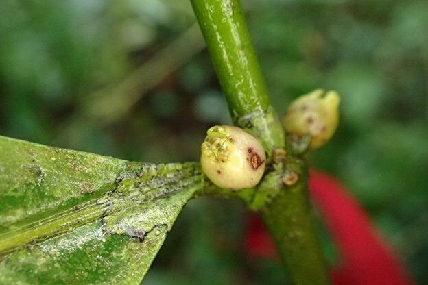 Lasianthus kilimandscharicus fruit