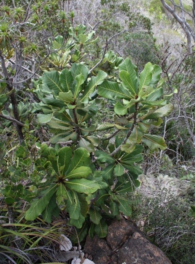 Semecarpus virotii habit