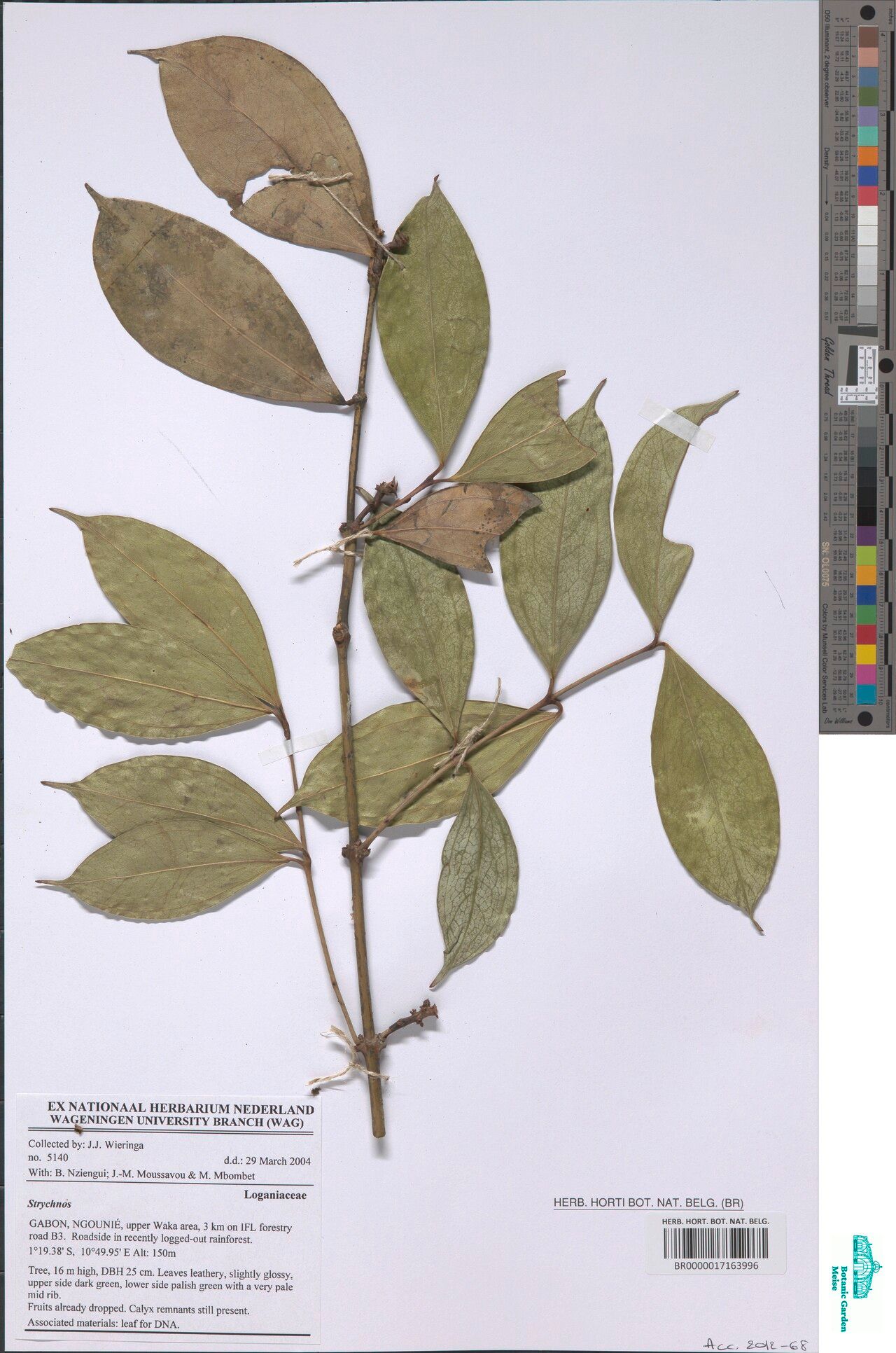 Strychnos gnetifolia — houseplant care guide