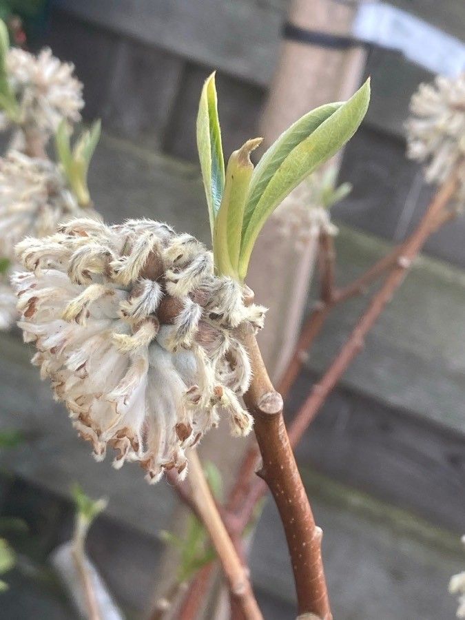 Salix helvetica flower