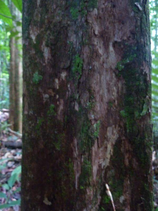 Pouteria jariensis bark