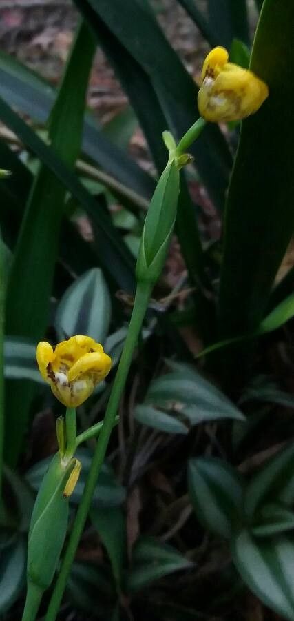 Cipura xanthomelas bark