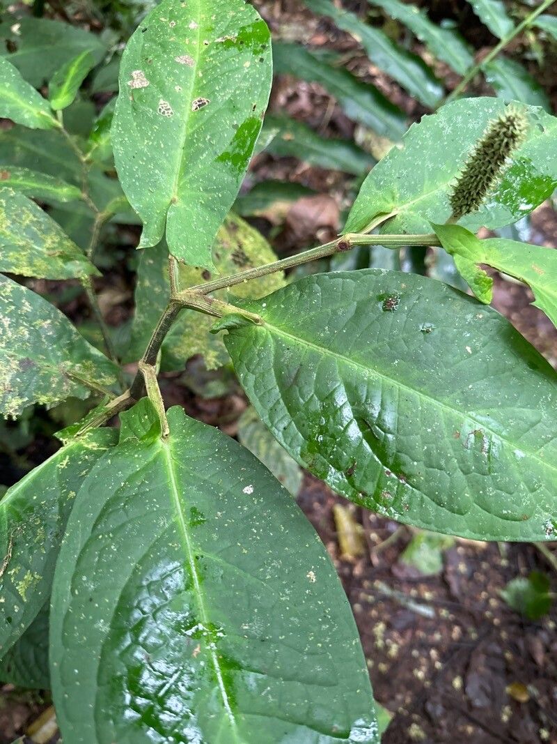 Piper sagittifolium — houseplant care guide