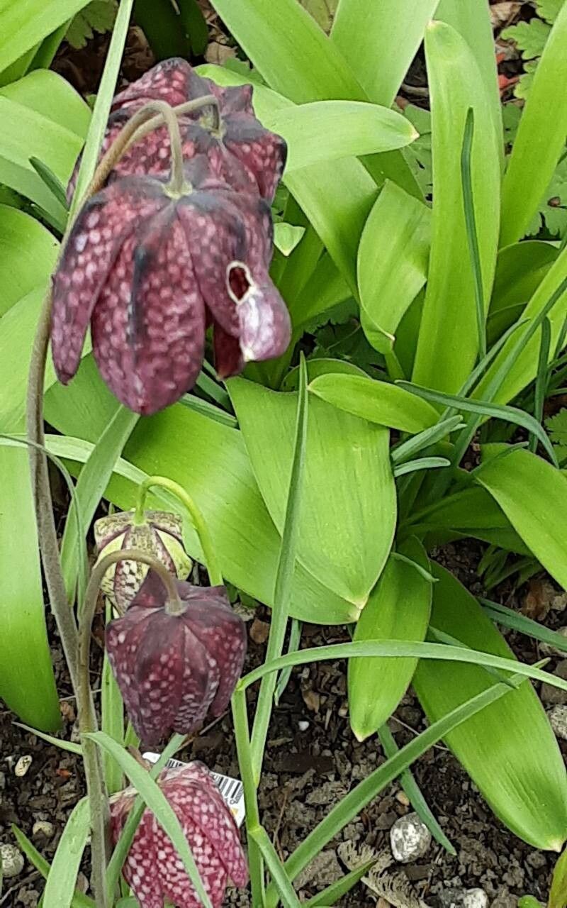 Fritillaria tubaeformis flower