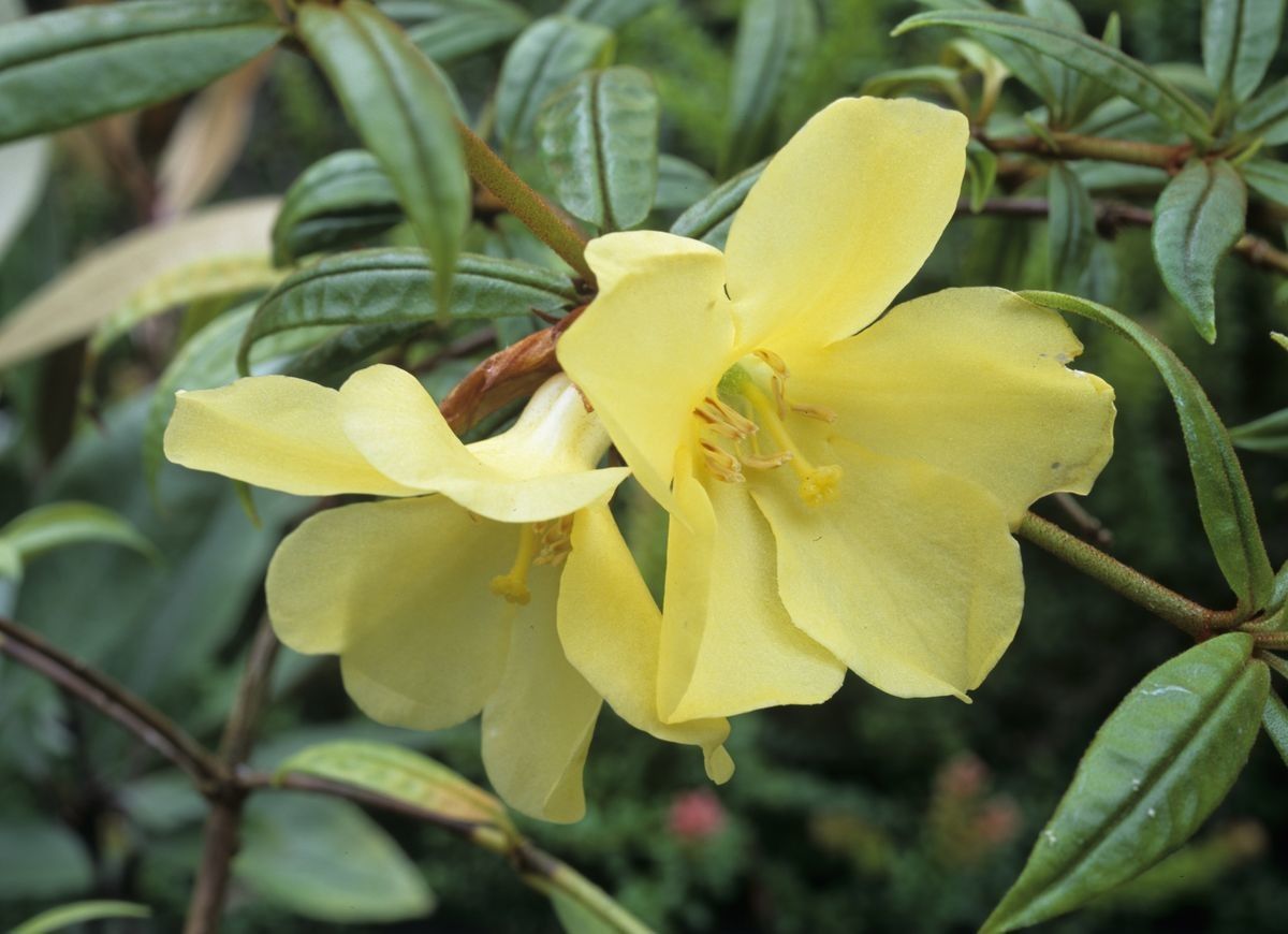 Rhododendron nieuwenhuisii flower