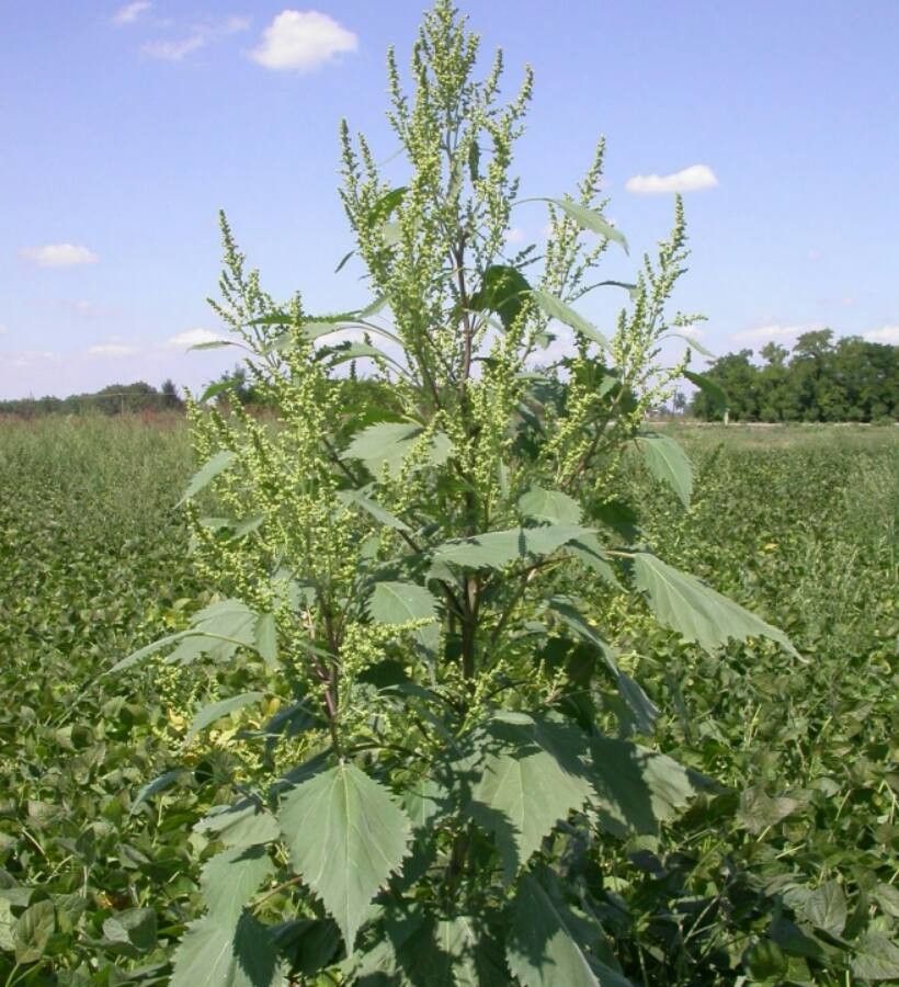 Iva xanthiifolia — search result for 'Ireland'