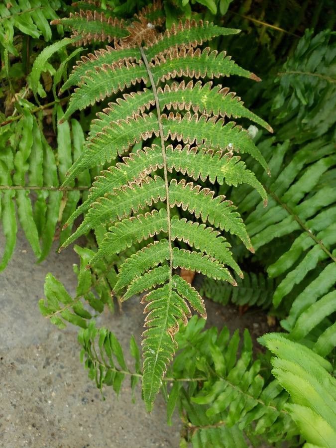 Dryopteris marginalis leaf