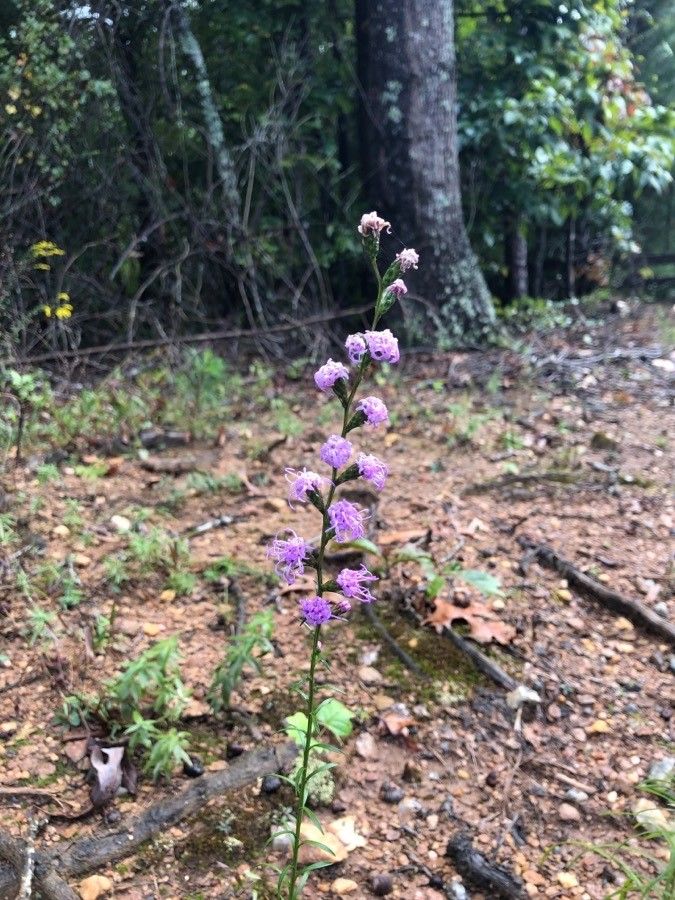 Liatris squarrosa habit