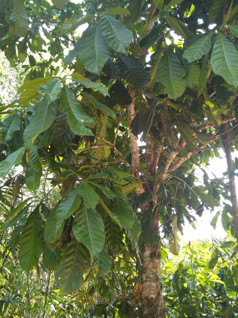 Castanopsis sclerophylla — clay tolerant houseplant