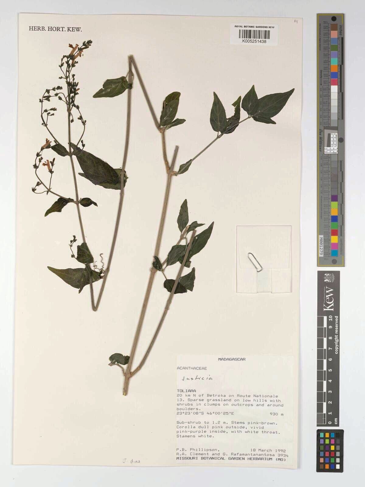 Justicia dives — houseplant care guide