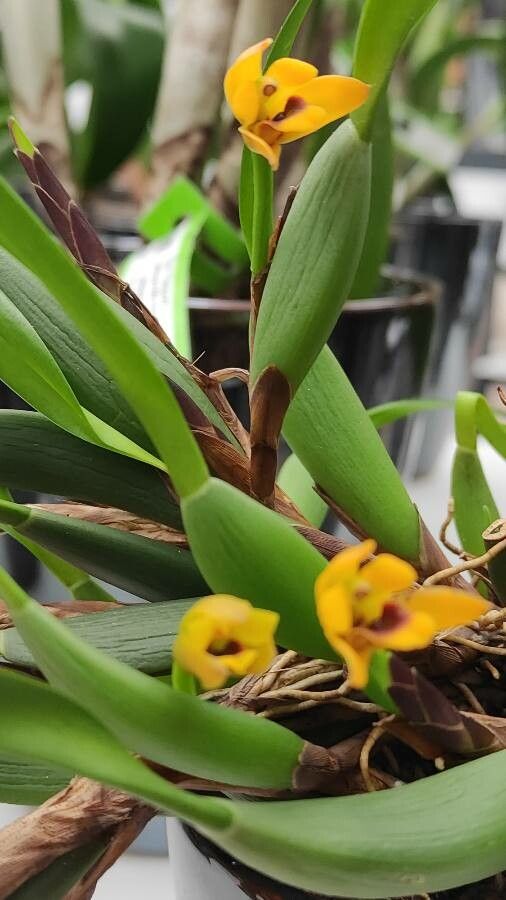 Maxillaria variabilis flower