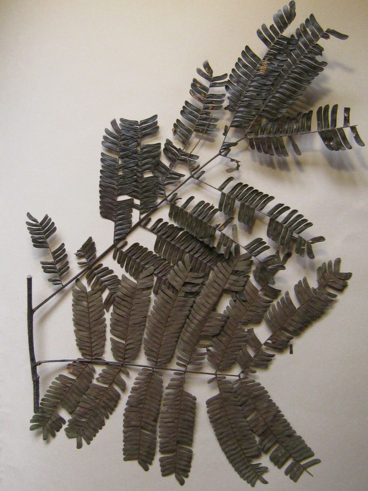 Pseudopiptadenia suaveolens other