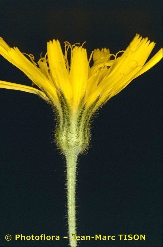 Hieracium legrandianum — houseplant care guide